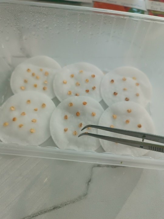 📌БАКТЕРИЗАЦИЯ СЕМЯН.