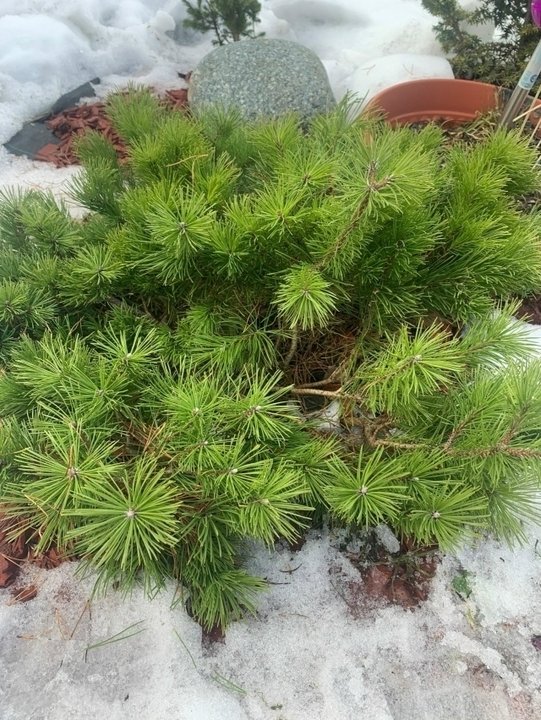 ХВОЙНЫЕ РАСТЕНИЯ ВЕСНОЙ📌