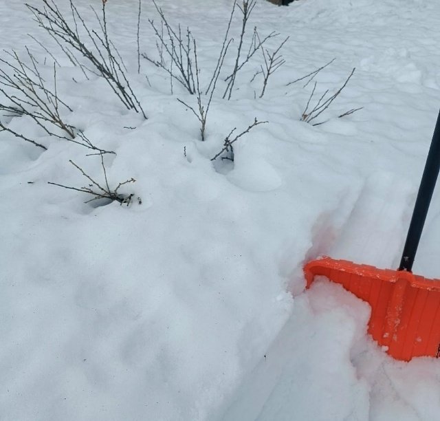 СМОРОДИНА ВЕСНОЙ