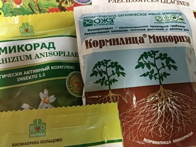 ПРО МИКОРИЗУ📝