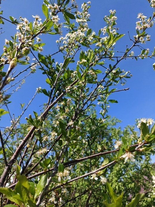 ПЛОДОВЫЙ САД🌳 Монилиоз на косточковых культурах.
