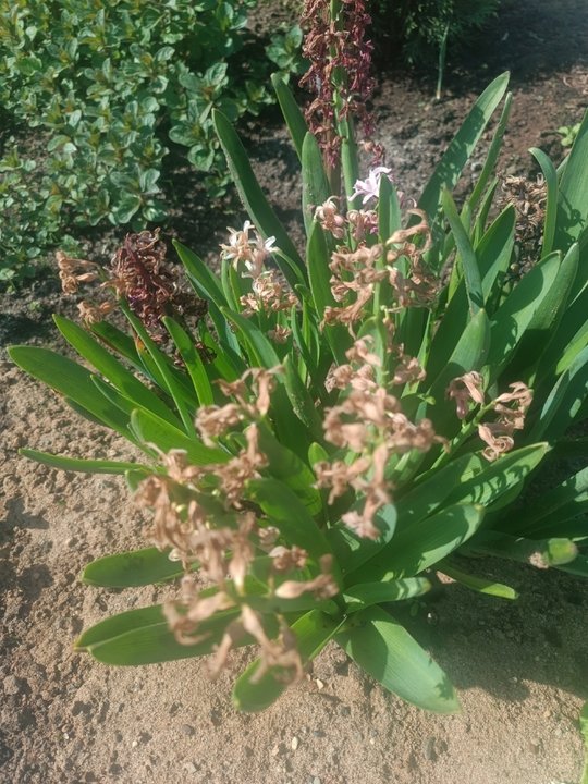 ТЮЛЬПАНЫ ПОСЛЕ ЦВЕТЕНИЯ💐