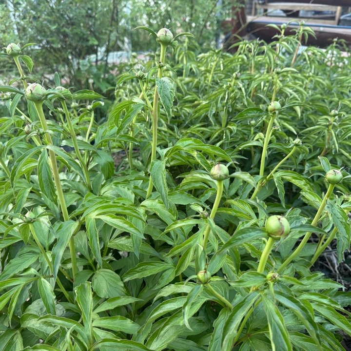 ПИОНЫ 🌿