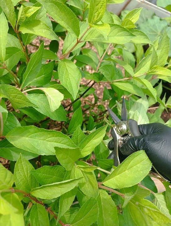 🌿Основные правила черенкования.