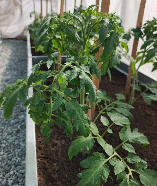 ТОМАТЫ🌿 Подкормки и уход в начале лета.