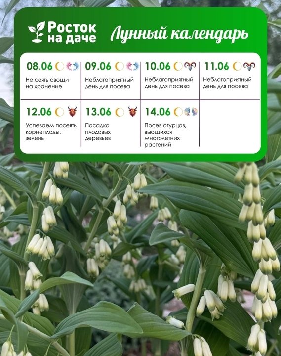 📝ЛУННЫЙ КАЛЕНДАРЬ. ИЮНЬ🌸 с 8.06.2026 - 14.06.2026
