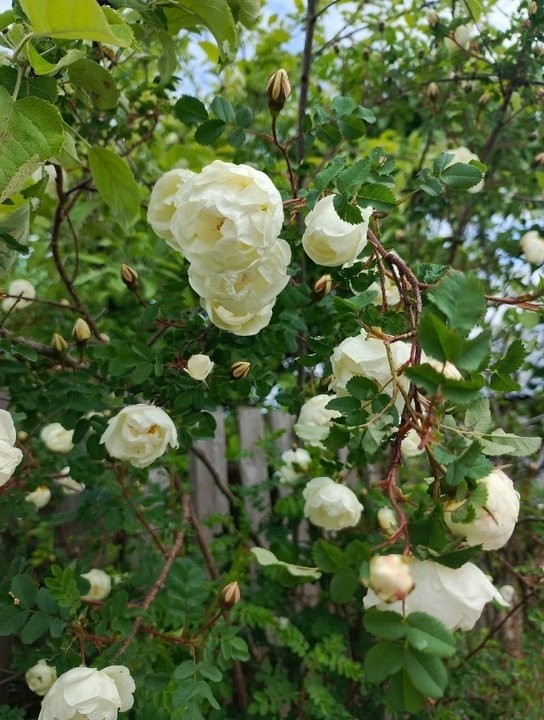 ДИКАЯ РОЗА🌹 О пользе лепестков.