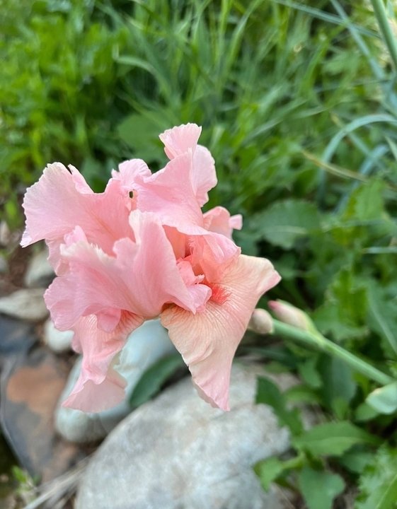 ИРИСЫ ПОСЛЕ ЦВЕТЕНИЯ🌸