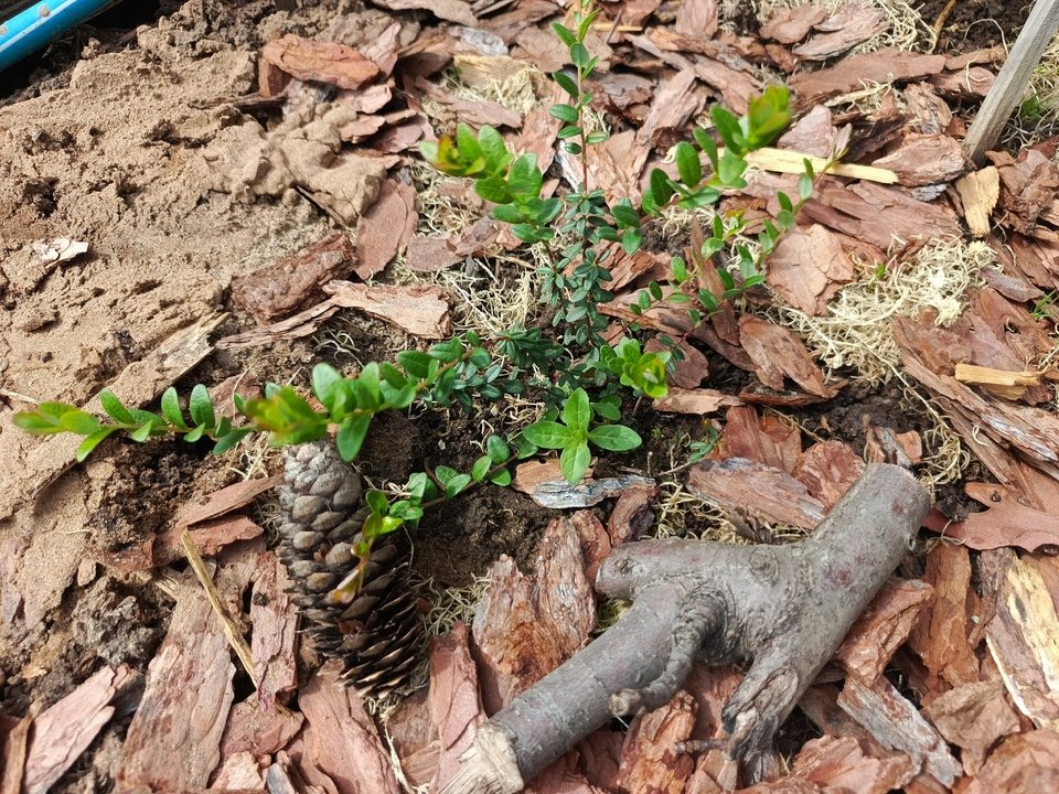 ЛЕСНЫЕ ЯГОДЫ В САДУ🌿👍
