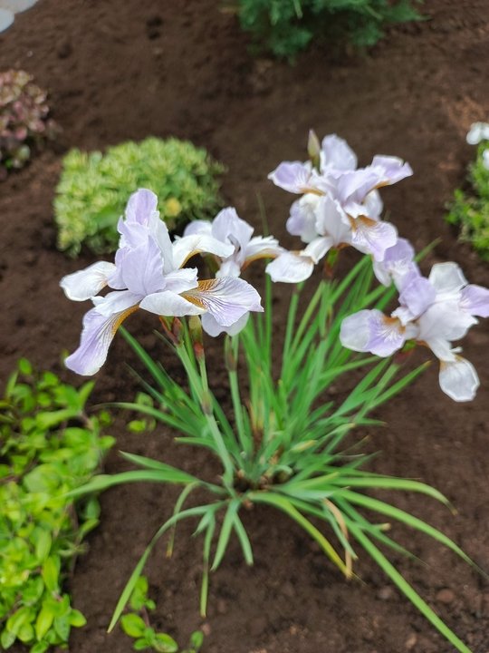 📌ВЛАГОЛЮБИВЫЕ МНОГОЛЕТНИКИ растения для влажной почвы🌿