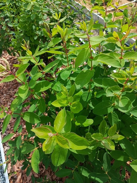 🌿Размножение жимолости