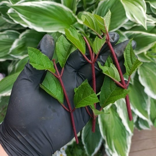 ЧЕРЕНКОВАНИЕ МЕТЕЛЬЧАТЫХ ГОРТЕНЗИЙ🌿