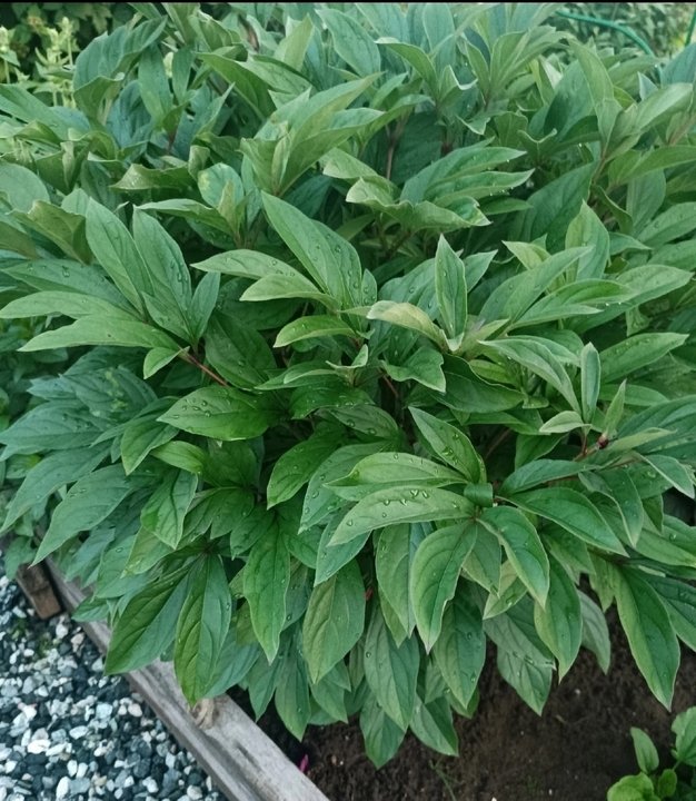 Пион после цветения🌿