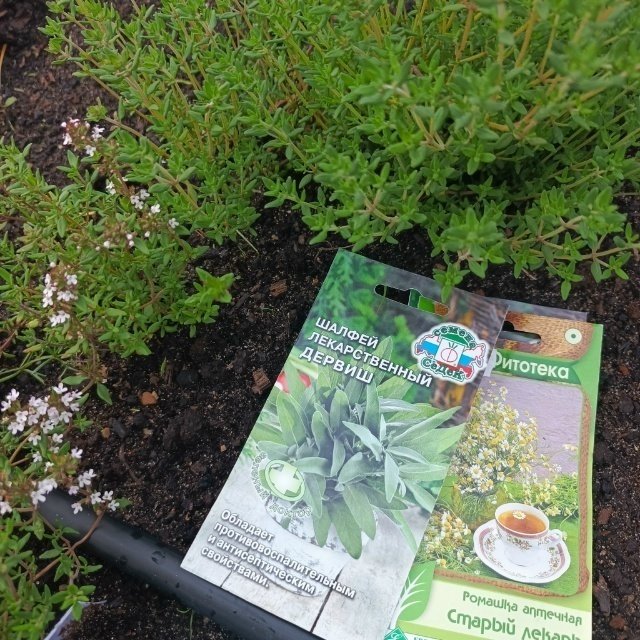 🌿Пряные травы