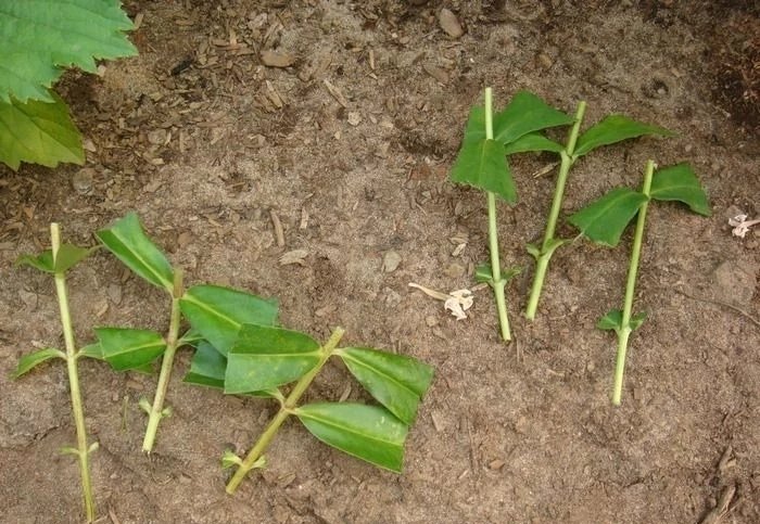 🌿ЧЕРЕНКОВАНИЕ ФЛОКСОВ.