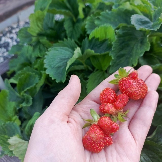 Почему ягоды неправильной формы?🍓