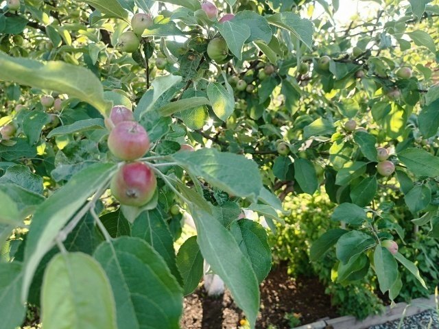 ПЛОДОВЫЙ САД🌳 Важные дела в июле.