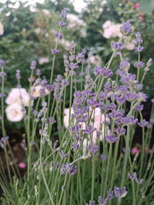 ЛАВАНДА💜 Когда срезать соцветия?