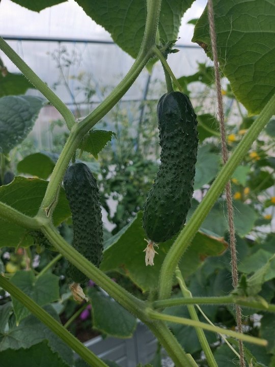 🥒ЧЕГО НЕ ХВАТАЕТ ОГУРЦАМ? Определяем по форме плода.