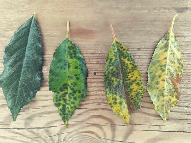 🍂🍃КОККОМИКОЗ
