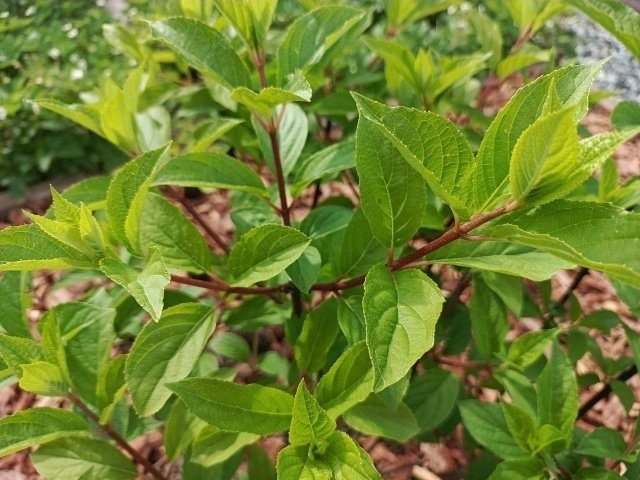 🌿Основные правила черенкования.