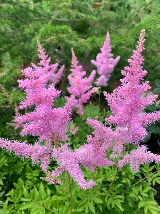 Астильба🌸