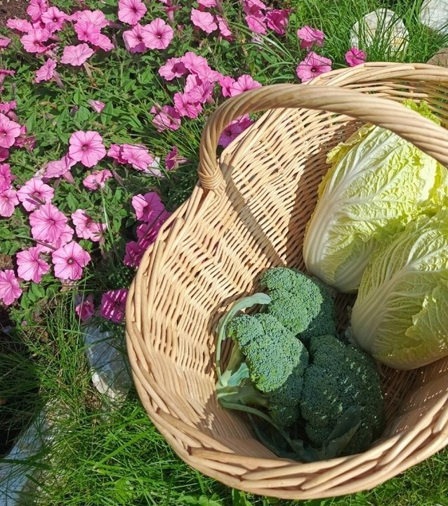 БРОККОЛИ🥦