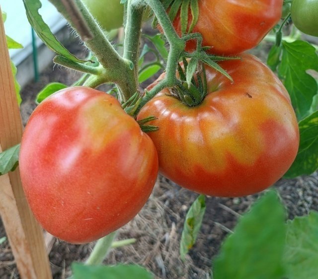 🍅Желтые