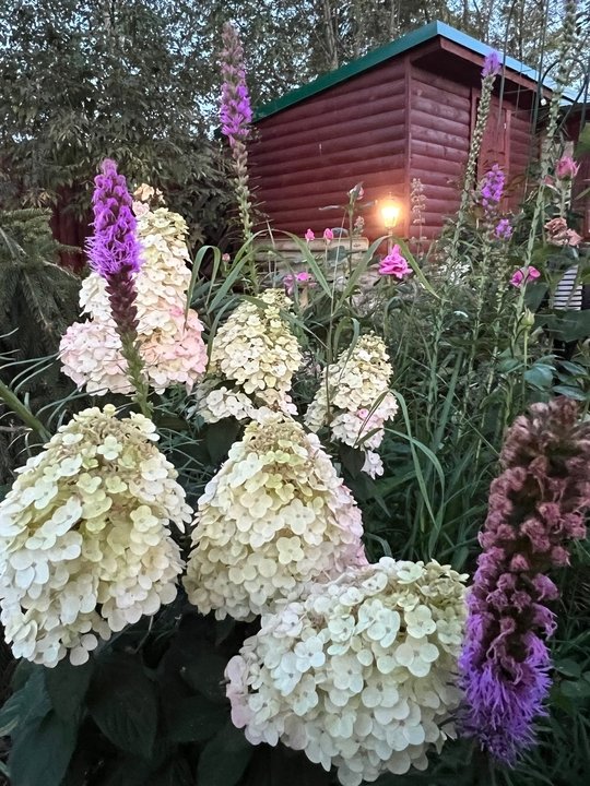 ГОРТЕНЗИЯ В АВГУСТЕ💜🦋