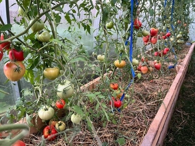 ОБРАБАТЫВАЕМ ПОЧВУ ПОСЛЕ ТОМАТОВ🌿🦠