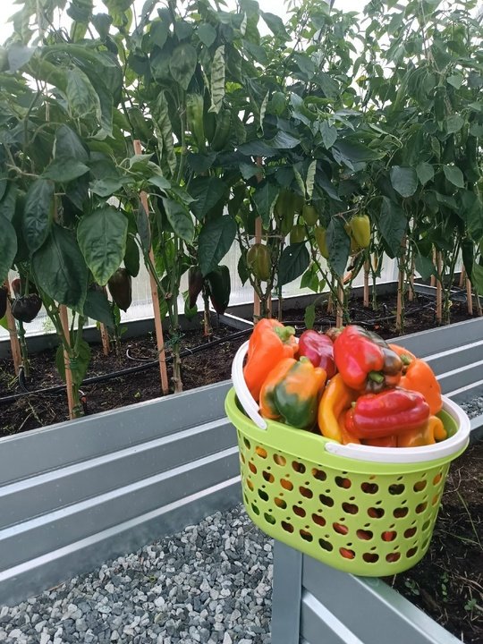 ПЕРЦЫ🌶️ Правила для ускорения созревания.