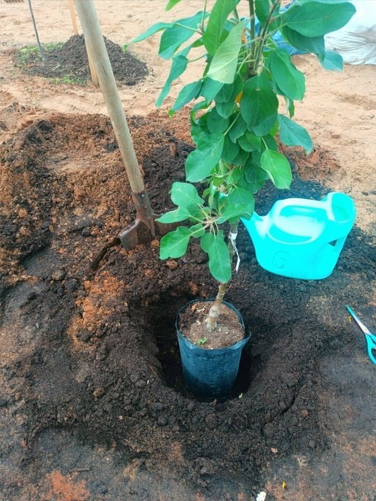 Плодовый сад🌳🍎 Что учесть при посадке саженцев?🌿