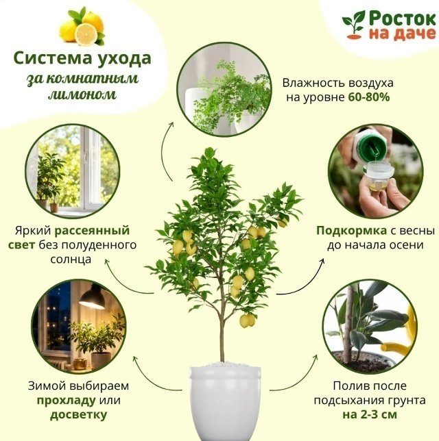 КОМНАТНЫЙ ЛИМОН🍋