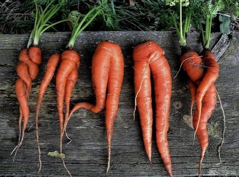 Причины искривления плодов моркови