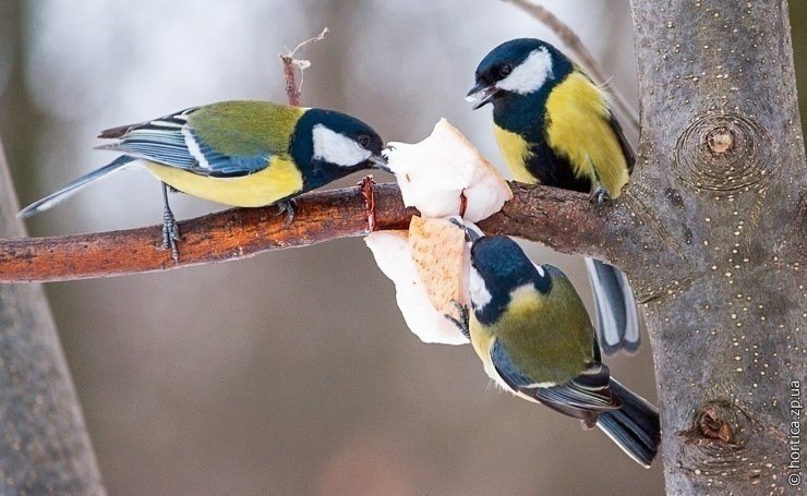 Помогите птицам пережить холода!