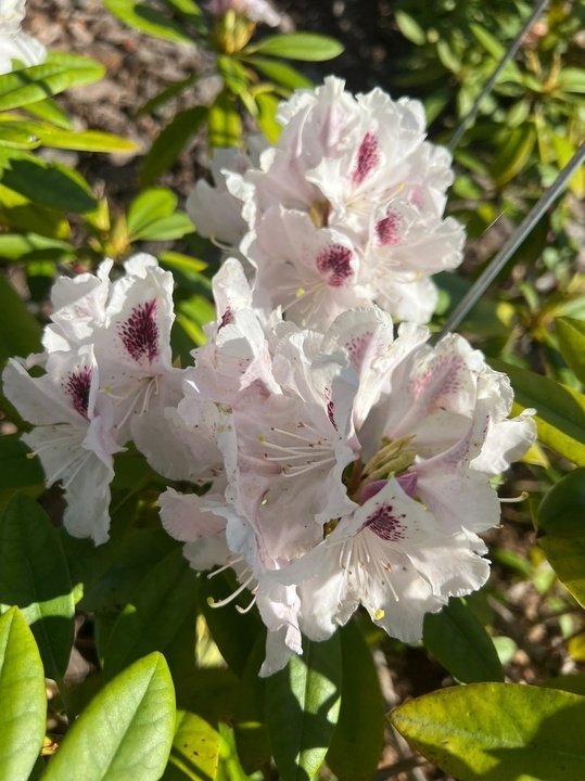 Рододендрон - «Кальсап» первое цветение за 2 года