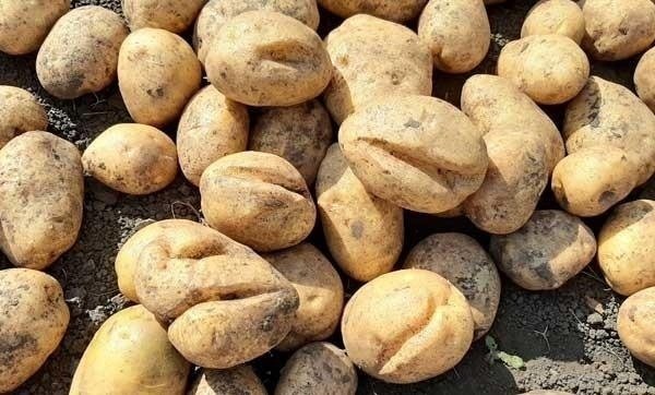 Причины растрескивания картофеля