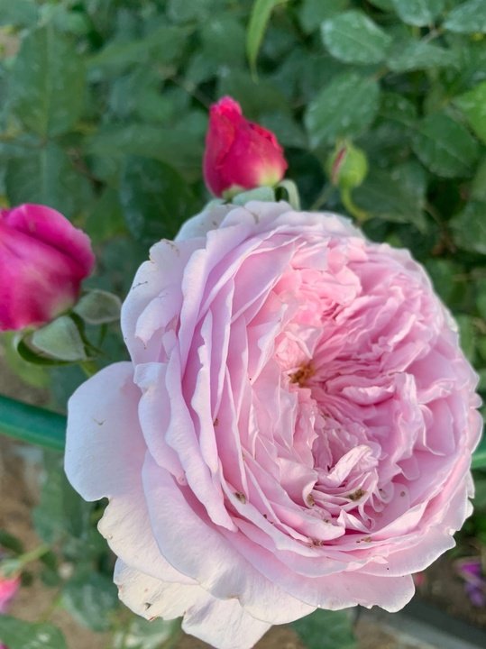 Одна из любимых роз в моем саду - Спирит оф Фридом