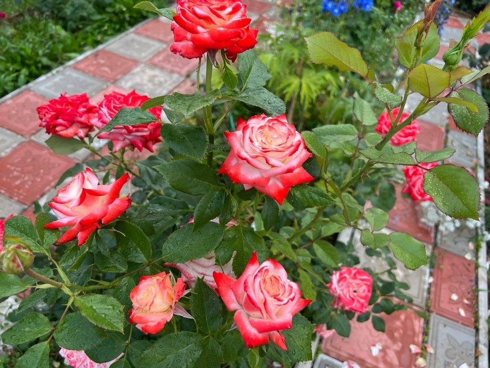 «Императрица Фарах» - красно - белая классика чайно - гибридной розы