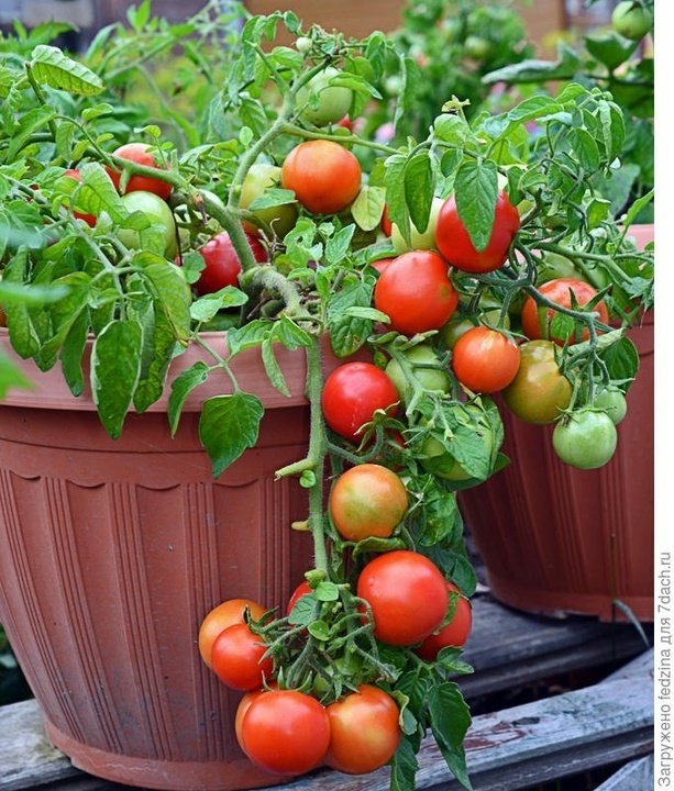 ТОП - 5 томатов которые не требует пасынкования