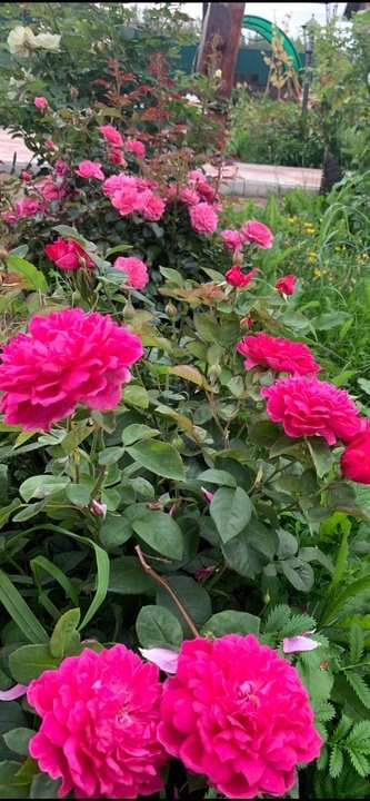Софи Роуз ( Sophy’s Rose) - одна из самых обильно-цветущих английских Роз Остина