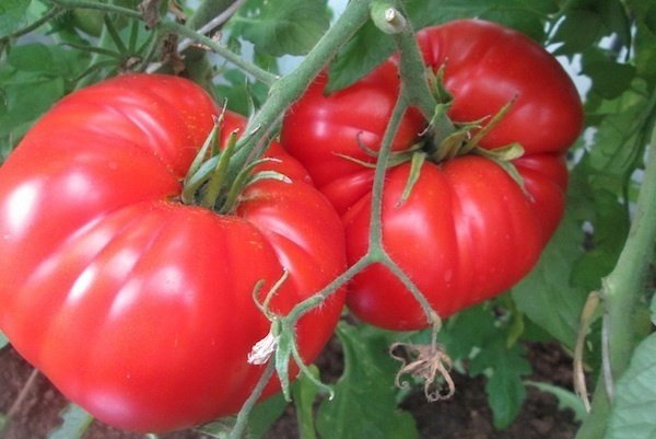Обзор сортов и гибридов. Крупноплодные томаты