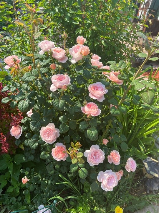 Одна из самых обильноцветуших роз Дэвида Остина - «Королева Швеции Кристина» (Queen of Sweden)