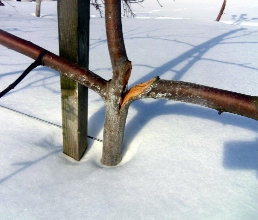 Как спасти плодовое дерево после снежных разломов?