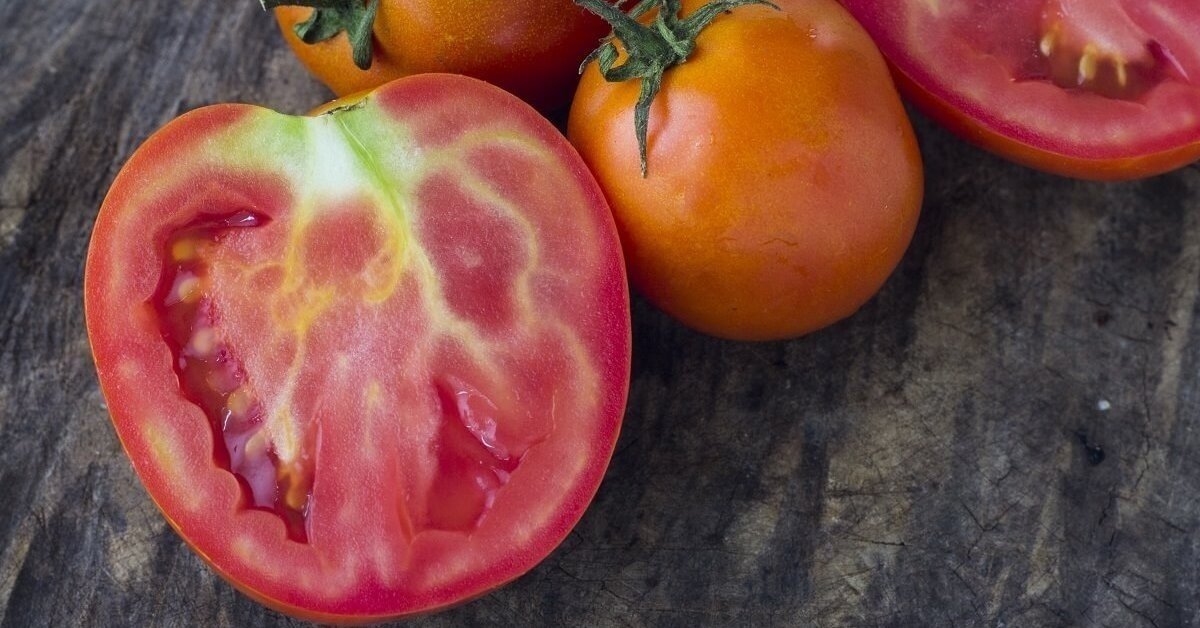 Белые прожилки у томатов. Причины