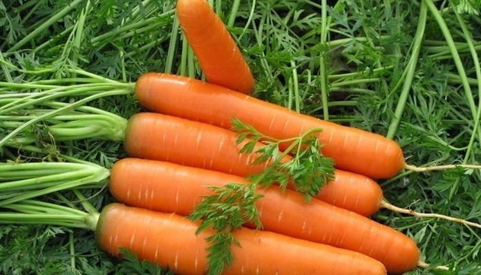 Обзор сортов и гибридов. Ранняя морковь
