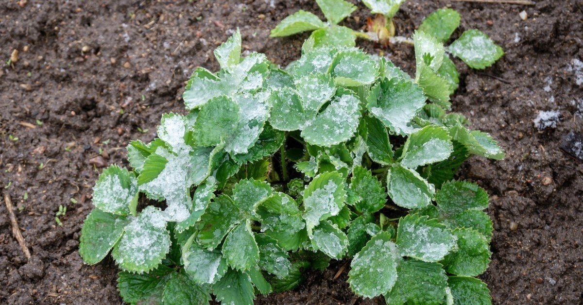 Восстановление растений после заморозков