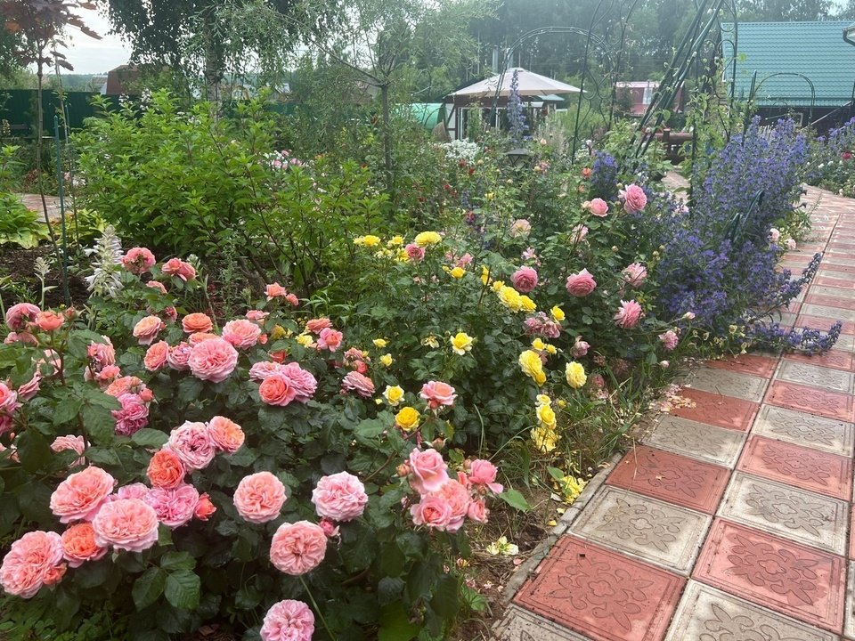 График работ с розами в июне для Кировской области. Десять полезных советов