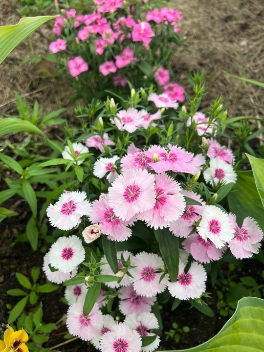 Цветы для посева в июне